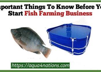 What are the most vital things to remember before starting a fish business?