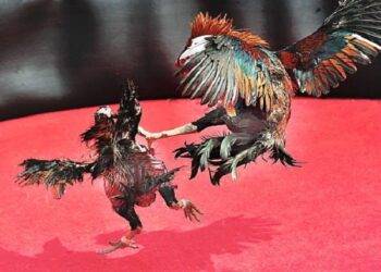 Make Money With Free Use of WPC2029