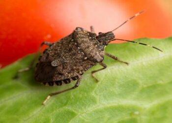 How to Keep Pests Out of Your Vacation Home?