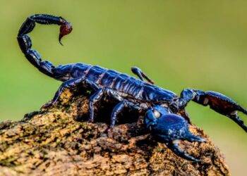 Peak Season of Scorpions