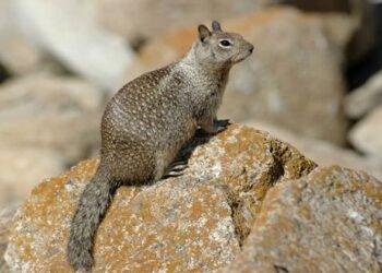 Get rid of squirrels from your backyard and home – What are the elimination tactics?