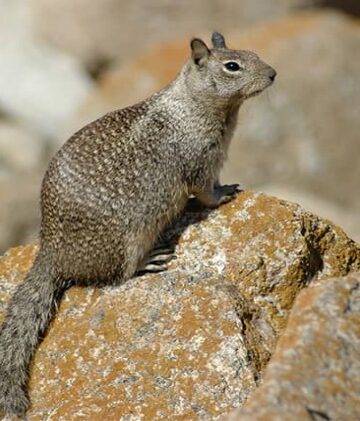 Get rid of squirrels from your backyard and home – What are the elimination tactics?