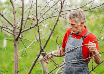 What Is Rejuvenation Pruning and Why Should You Do It?