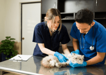 Benefits of Hiring Veterinary Practice Brokers