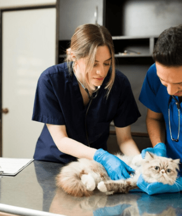 Benefits of Hiring Veterinary Practice Brokers